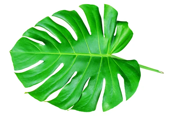 Hoja Verde Hoja Monstera Deliciosa Planta Queso Suizo Aislada Sobre — Foto de Stock