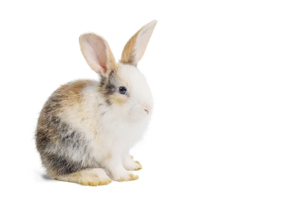 Детский Светло Коричневый Белый Пятнистый Кролик Длинными Ушами Сидящий Изолированный — стоковое фото