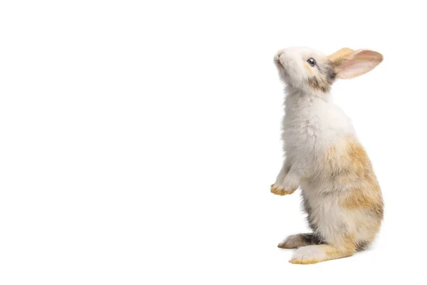 Детский Светло Коричневый Белый Пятнистый Кролик Длинными Ушами Стоит Пасху — стоковое фото