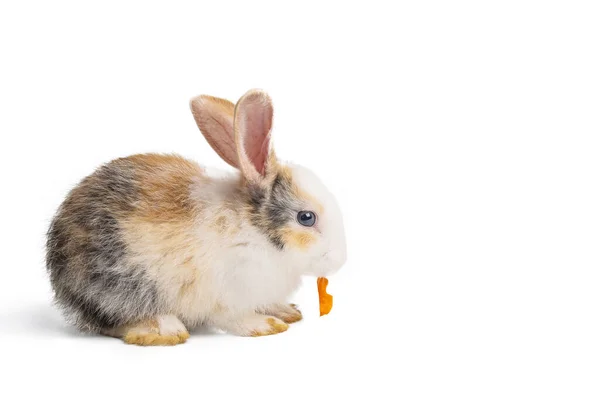 Маленький Коричневый Белый Кролик Ест Морковку Изолированном Белом Фоне Обрезкой — стоковое фото