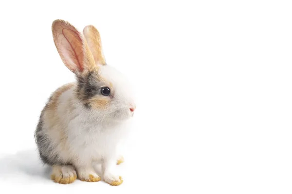 Детский Светло Коричневый Белый Пятнистый Кролик Длинными Ушами Стоящими Изолированно — стоковое фото