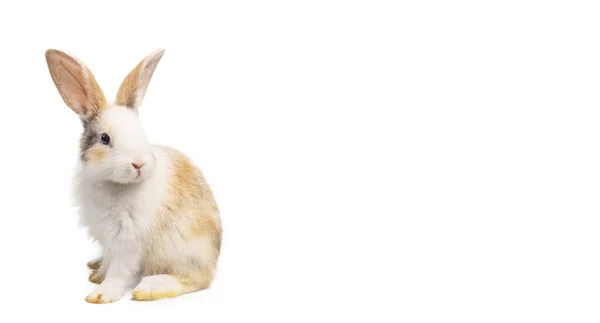 Детский Светло Коричневый Белый Пятнистый Кролик Длинными Ушами Стоящими Изолированно — стоковое фото