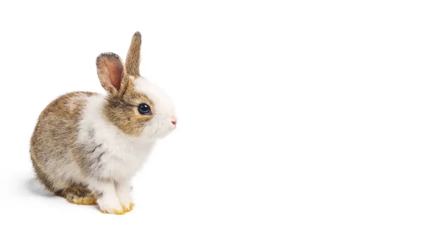 Коричневый Белый Кролик Животное Маленький Пасхальный Кролик Сидит Смешно Счастливое — стоковое фото