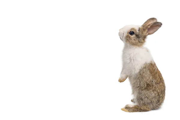 Küçük kahverengi ve beyaz tavşan izole edilmiş beyaz arka planda kesme yolu ile duruyor. Lagomorpha familyasından Leporidae familyasından küçük memeliler..