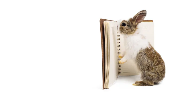 Симпатичный Кролик Зайчик Стоит Читает Книгу Белом Изолированном Фоне Вырезанной — стоковое фото