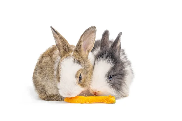 Очаровательные Два Кролика Кролики Едят Морковь Изолированном Белом Фоне Обрезкой — стоковое фото
