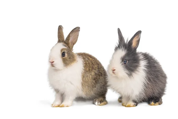 Brown Black Two Rabbits Animal Small Bunnies Easter Sitting Funny — Stock Photo, Image
