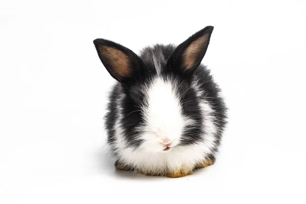 White Black Rabbit Bunny Animal Small Bunnies Easter Sitting Funny — Stock Photo, Image