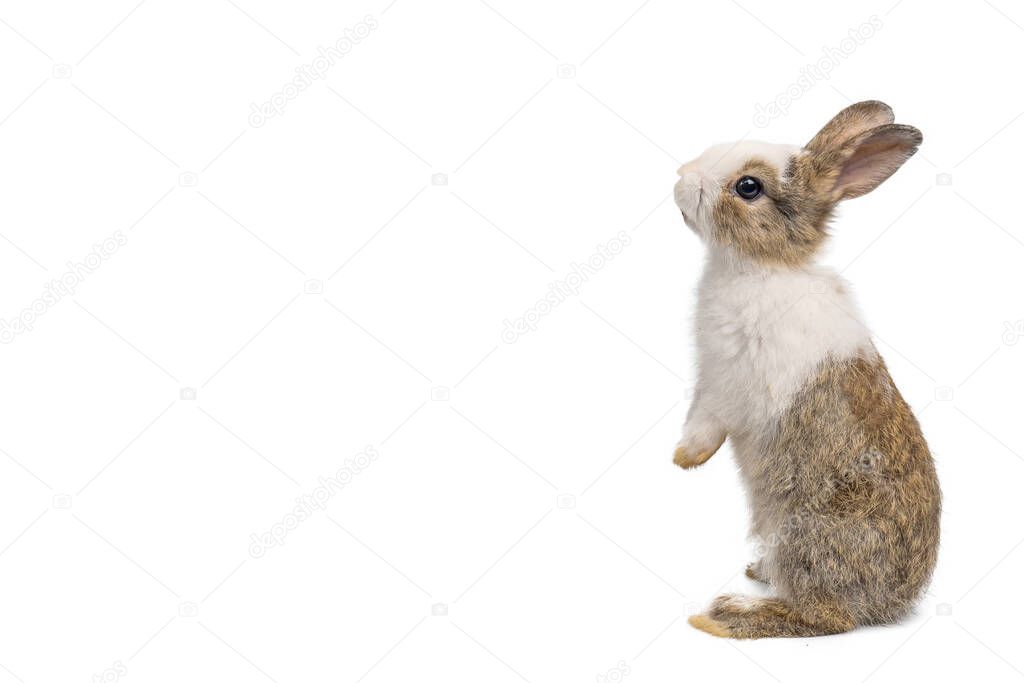 Little brown and white rabbit standing on isolated white background with clipping path. It's small mammals in the family Leporidae of the order Lagomorpha.
