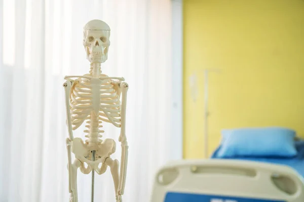 Conceito Médico Ortopédico Modelo Esqueleto Humano Artificial Mesa Perto Cama — Fotografia de Stock
