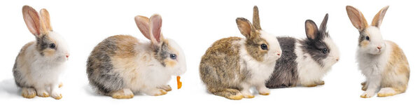 Group of Little brown and white rabbits in many actions on white background with clipping path.