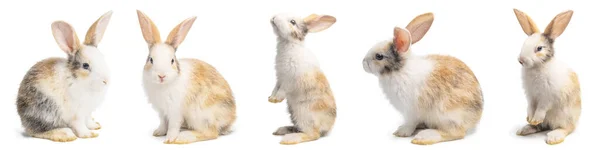 Группа Маленьких Коричневых Белых Кроликов Многих Действиях Белом Фоне Обрезкой — стоковое фото