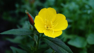 Yeşil arka planda büyük bir yusufçuk