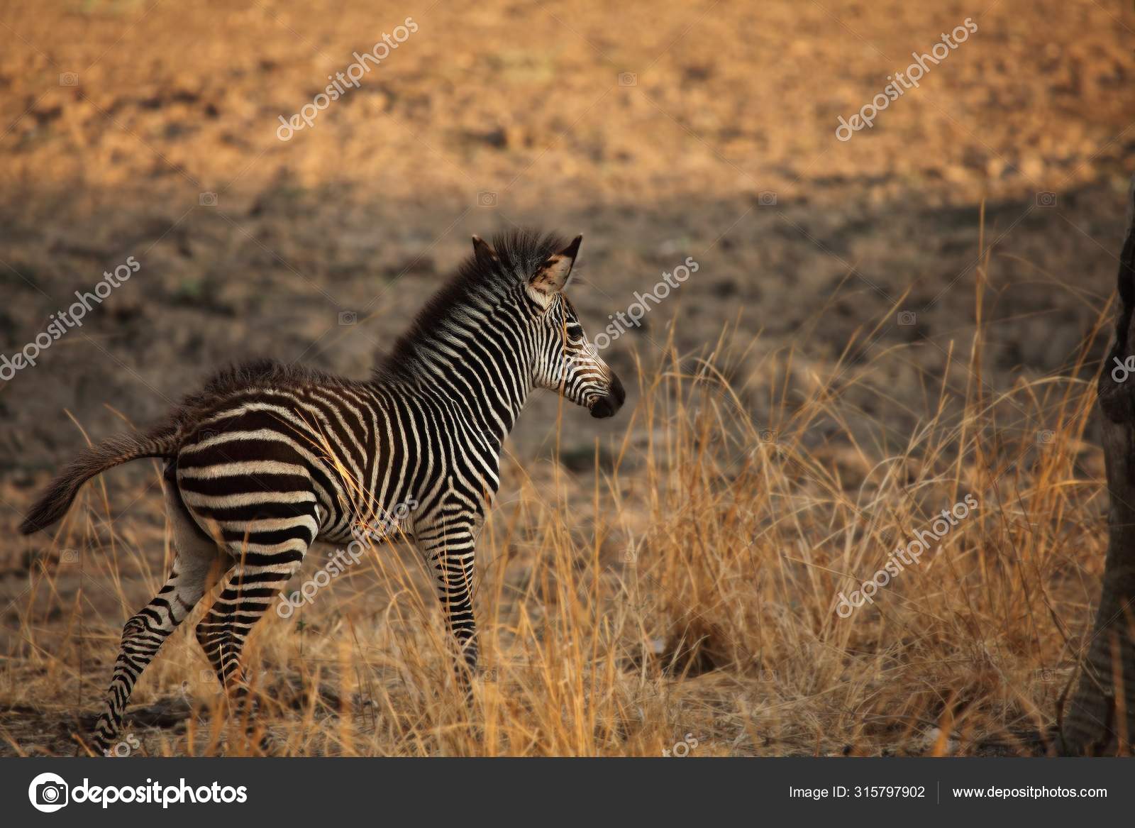 3 413 Baby Zebra Stock Photos Free Royalty Free Baby Zebra Images Depositphotos