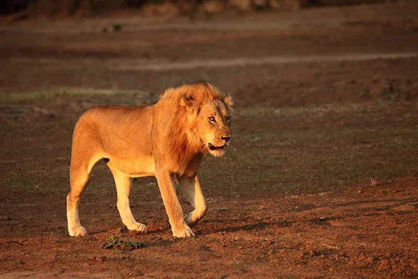 Величезний Лев Panthera Leo Заходить Сухому Степу Шукає Залишок Своєї — стокове фото