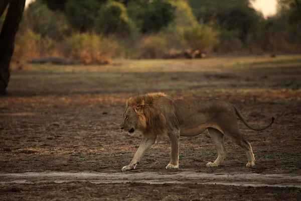 乾燥した草原を歩き 夕方の太陽の下で彼の誇りの残りを捜している巨大なライオンの男性 パンテラレオ ザンビア 南ルアンワ — ストック写真