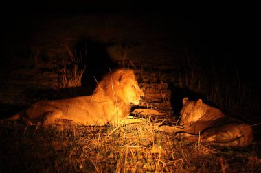 Bir çift Lions (Panthera leo) çiftleştikten sonra birlikte yatarlar. Güney Luangwa Zambiya 'da aslanlar bayılır. Güzel aslanlar..