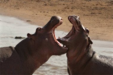 Nehirde iki yaygın su aygırı (Hippopotamus amfibi) ile savaşır. Arka planda kum. Güney Luangwa, Zambiya.