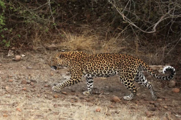 Felino Leopardo Africano Panthera Pardus Pardus Caminando Arena Seca Luangwa — Foto de Stock