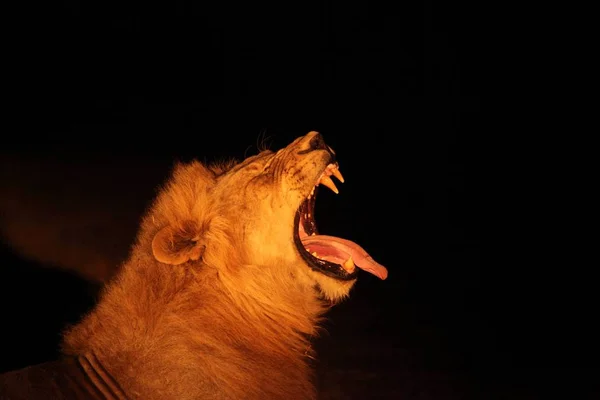 Énorme Lion Mâle Panthera Leo Couché Dans Nuit Noire Jusqu — Photo