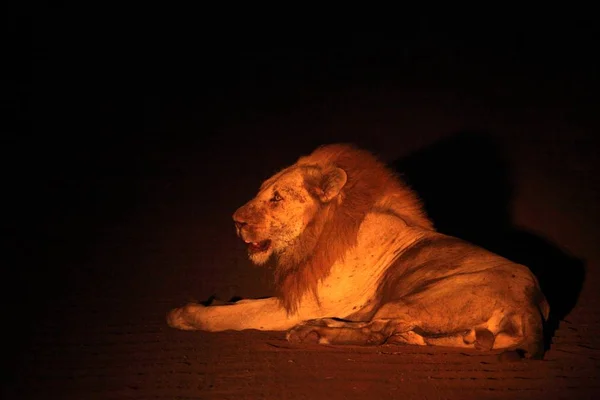Enorme Leone Maschio Panthera Leo Sdraiato Nella Notte Buia Fino — Foto Stock