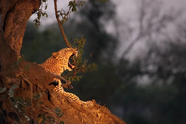 Африканський Леопард Panthera Pardus Pardus Самець Відпочиває Біля Дерева Під — стокове фото