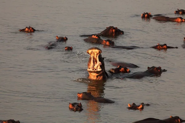 Hipopótamo Común Hippopotamus Amphibius Con Boca Abierta Río Entre Grupo —  Fotos de Stock