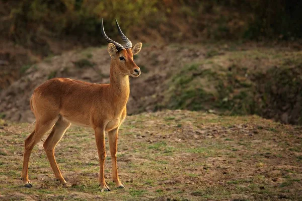 Impala Aepyceros Melampus Stor Hane Vistas Savannen Zambia South Luangwa — Stockfoto