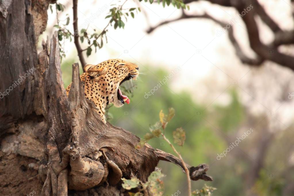 The African leopard (Panthera pardus pardus) male lying under the tree in evening sun. Zambia, South Luangwa.