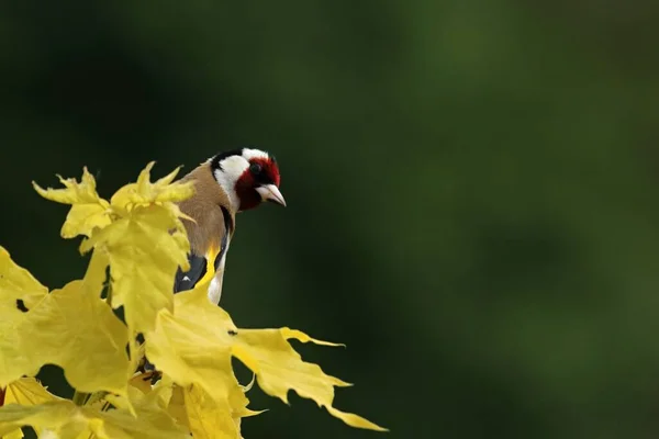 Європейський Золотий Зяблик Або Просто Золотошукач Carduelis Carduelis Який Сидить — стокове фото