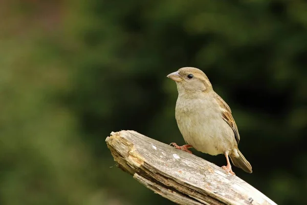 Dalda oturan bir Ev Serçesi (Passer domesticus) kedisi. Yeşil arka planı olan bir ev serçesi.