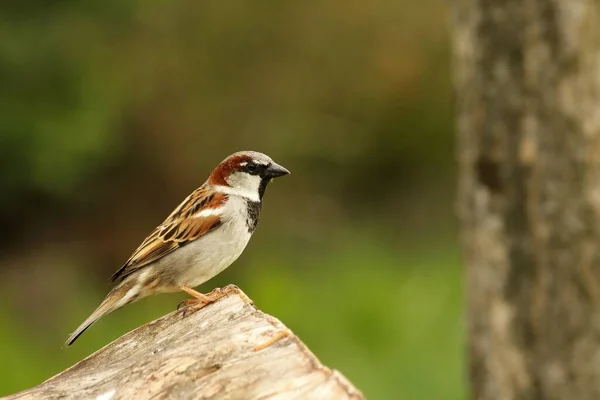 House Sparrow Passer Domesticus Male Sitting Branche House Sparrow Green — Stock Photo, Image