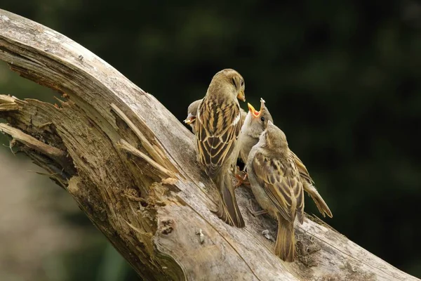 Горобник Дому Passer Domesticus Сидить Розгалуженні Годує Дітей Грибками Горобець — стокове фото