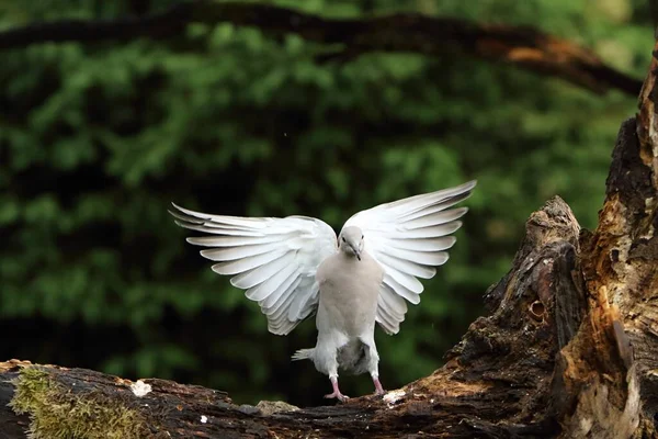 유라시아 산비둘기 Streptopelia Decaocto 가지에 배경을 가지고 비둘기가 브란게 천사에게 — 스톡 사진