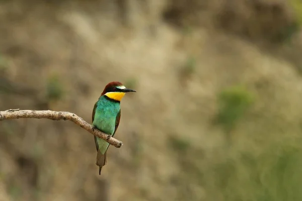 Apicultor Europeo Merops Apiaster Sentado Respiro Nublado Rama Fondo Marrón — Foto de Stock