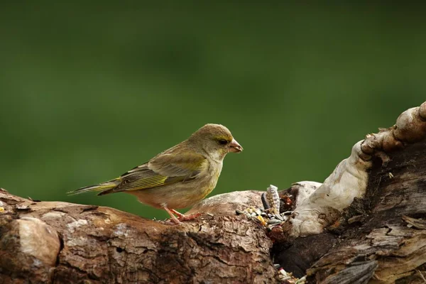 Der Grünfink Chloris Chloris Der Morgensonne Der Grünfink Sitzt Auf — Stockfoto