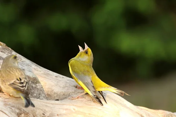 Avrupai ispinoz (Chloris chloris) sabah güneşinde şarkı söyler. Avrupai yeşil ispinoz sabah güneşiyle eski dalda oturuyor..