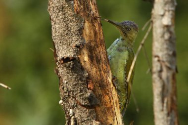 Avrupalı Yeşil Ağaçkakan (Picus viridis) kahverengi dalda oturur ve dili çıkar ve beslenir. Yeşil arkaplan. 