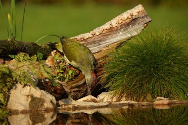 Kahverengi dalda oturan ve su birikintisinden su içen Avrupa Yeşil Ağaçkakanı (Picus viridis). Yeşil arkaplan.