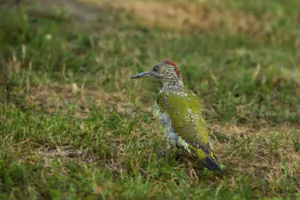 유럽의 Picus Viridis 잔디에 초록등 — 스톡 사진