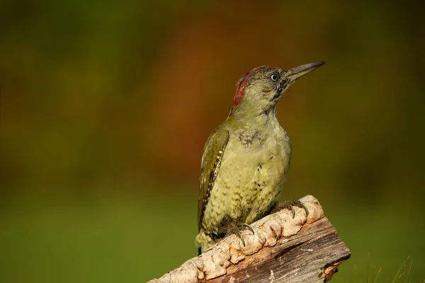 Evropský Zelený Datel Picus Viridis Sedící Hnědé Větvi Zeleným Pozadím — Stock fotografie