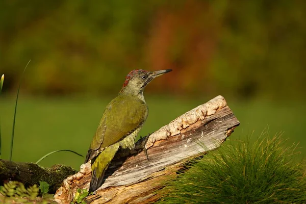 유럽의 Picus Viridis 배경이 가지에 주변을 수있는 딱따구리입니다 물웅덩이에 가까이 — 스톡 사진