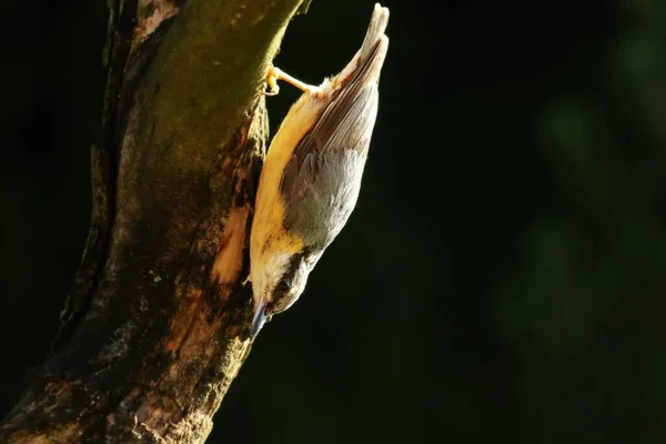 Trepador Euroasiático Trepador Madera Sitta Europaea Sentado Boca Abajo Rama —  Fotos de Stock