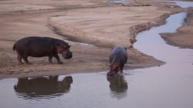 Suaygırı (Hippopotamus amfibi) yetişkin ve Güney Luangwa, Zambiya yakınlarında bir çocuğu vardır. Akşam güneşi.