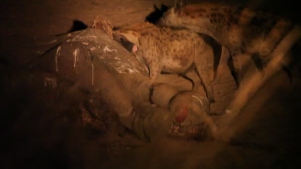 Spotted Hyena Crocuta Crocuta Laughing Hyena Feeding Death Elephant Death — Stock Video