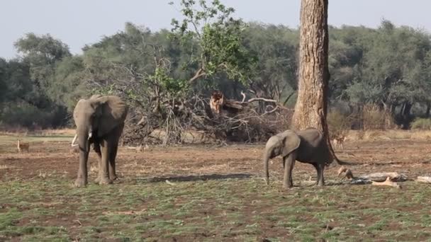 Der Afrikanische Elefant Loxodonta Africana Mutter Mit Baby Busch Süd — Stockvideo