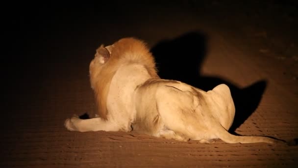 Ogromny Dorosły Lew Panthera Leo Mężczyzna Leżący Ciemnej Nocy Suchym — Wideo stockowe
