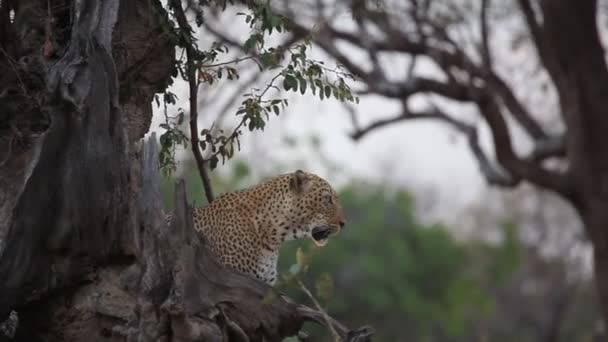 巨大なアフリカヒョウ Panthera Pardus の男性が冷静に大きな乾燥した木の下に横たわっている 緑の背景に 夜の太陽 ザンビア 南ルアンワ — ストック動画