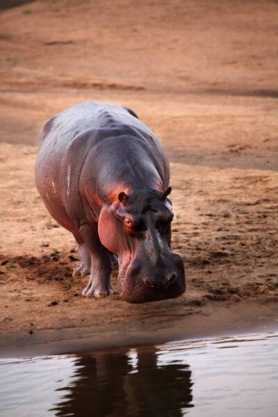 Один бегемот (Hippopotamus amphibius) на песке рядом с рекой. Вечернее солнце, песок вокруг. Замбия, Южная Луангва.