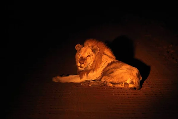 Leone Maschio Panthera Leo Sdraiato Sulla Strada Attesa Del Resto — Foto Stock